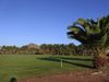 Costa Teguise Golf Lanzarote Palmboom